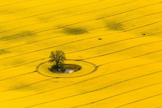 Geburtstagsgeschenke für Naturliebhaber fliegen zur Rapsblüte